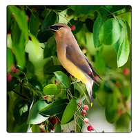 Cedar Waxwing